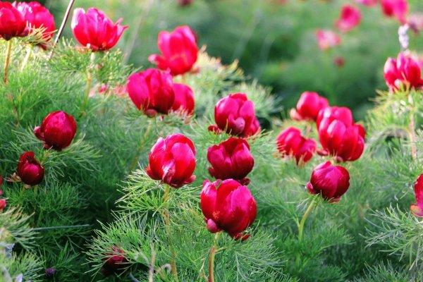 Пион тонколистный Воронец