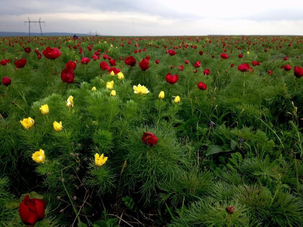 Пион тонколистный Крымский