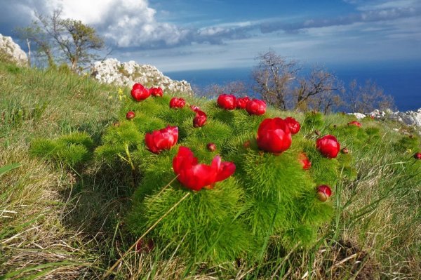 Пион тонколистный Ульяновская