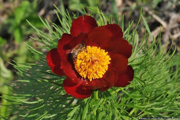 Пион узколистный дикий