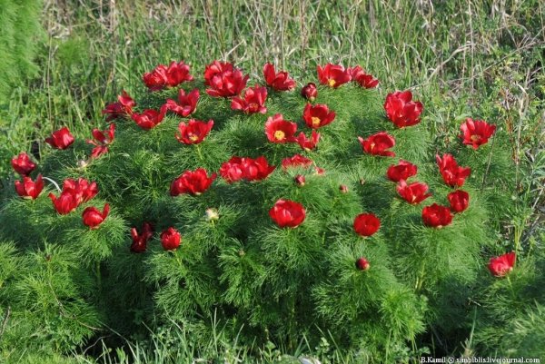 Пион тонколистный в степи