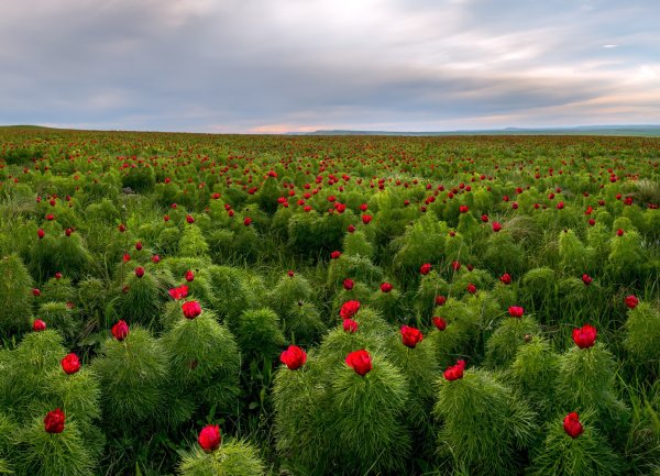 Пион тонколистный Степной