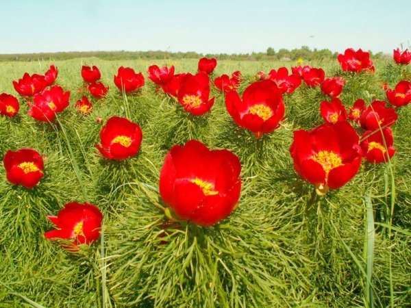 Пион тонколистный Воронец