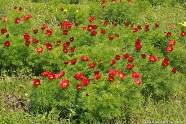 Пион Биберштейна