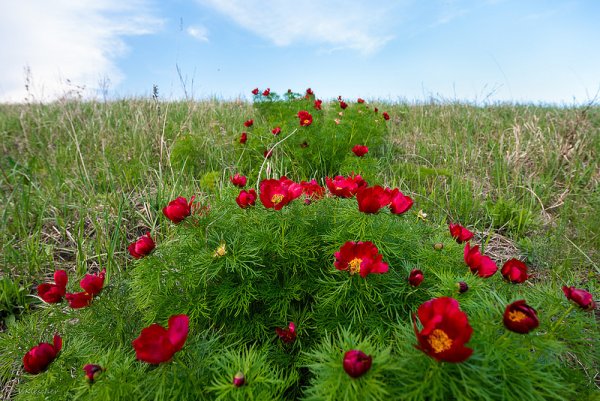 Пион тонколистный