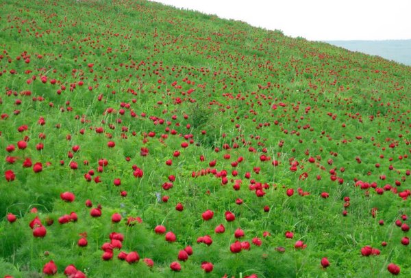 Пион тонколистный Воронец