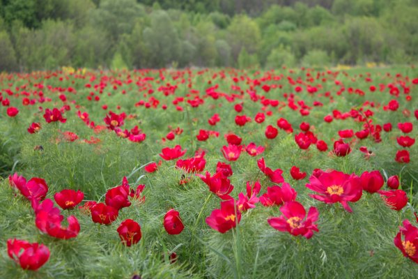 Растения пион тонколистный Воронец