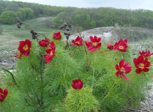 Пион тонколистный в Крыму