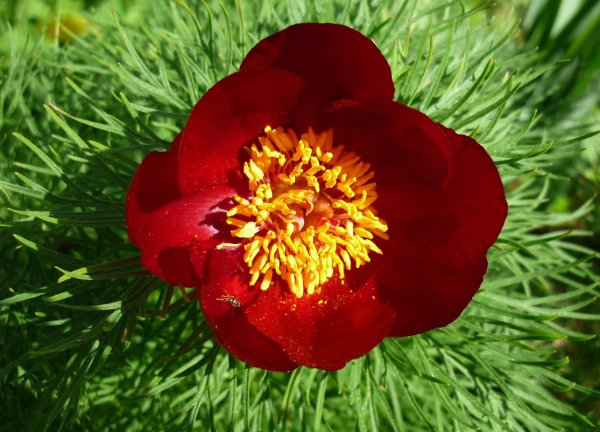 Пион узколистный Воронец