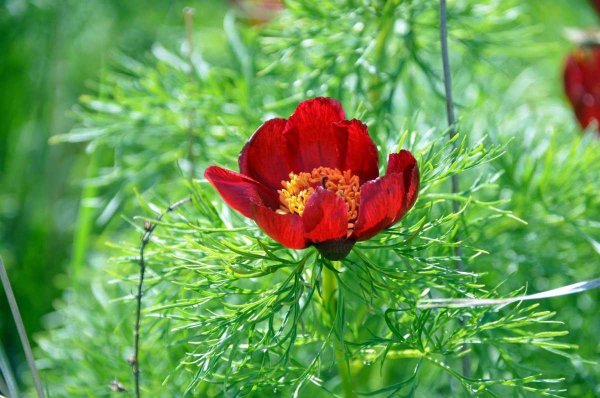 Пион тонколистный лазорька