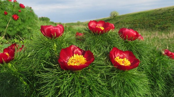 Воронец пион тонколистный желтый