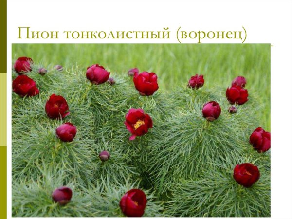 Долина диких пионов Радищевский район