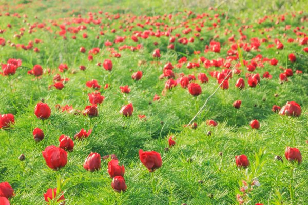 Пион узколистный Воронец