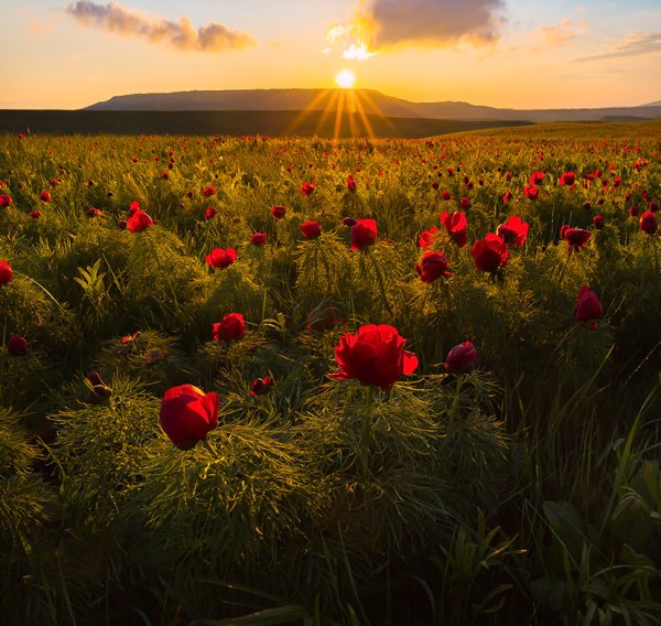 Воронец с тюльпаном