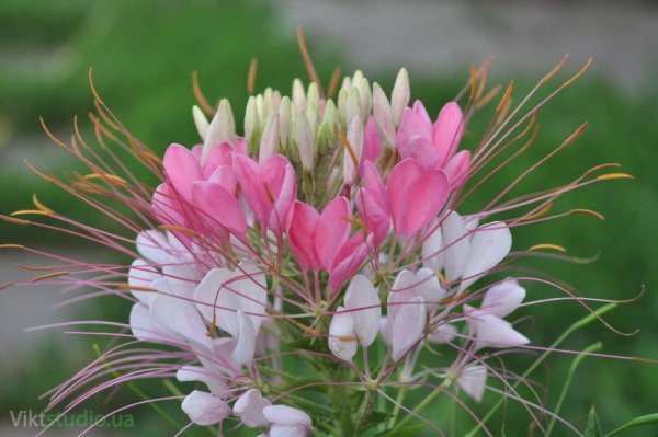 Клеома цветок брызги шампанского