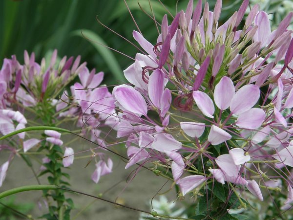 Клеома колючая