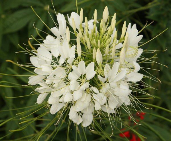 Паучник цветок