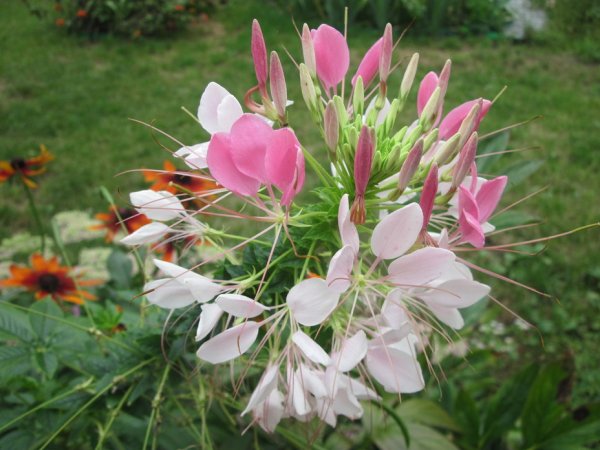 Лилия брызги шампанского