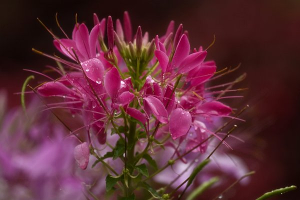 Клеома цветок