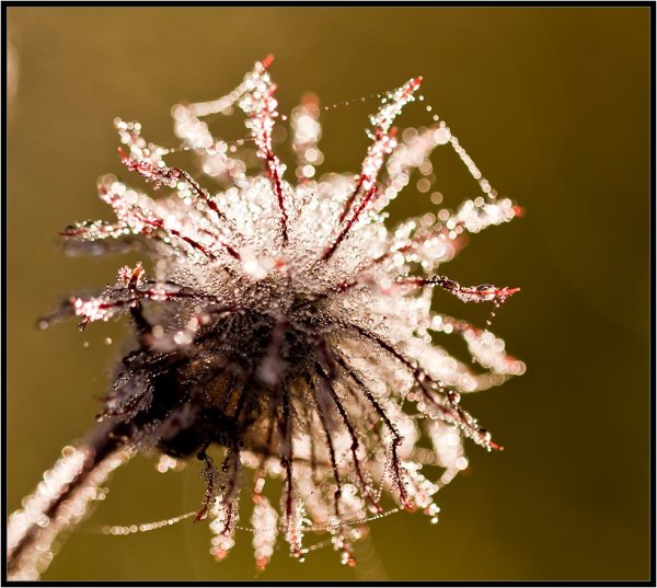 Брызги шампанского фото
