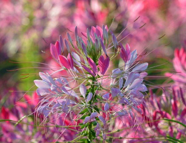 Клеома Хаслера брызги шампанского цветок