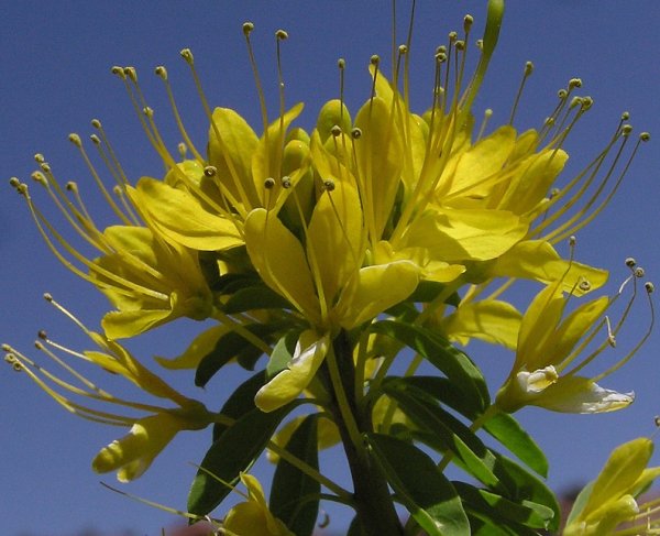 Клеома цветок желтая