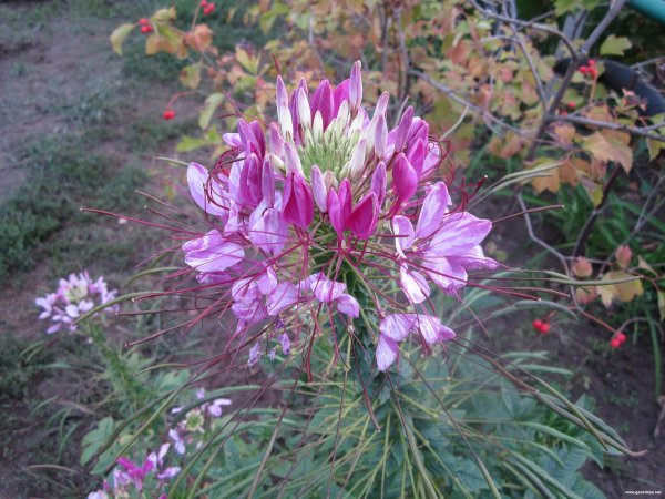 Клеома Хасслера брызги шампанского