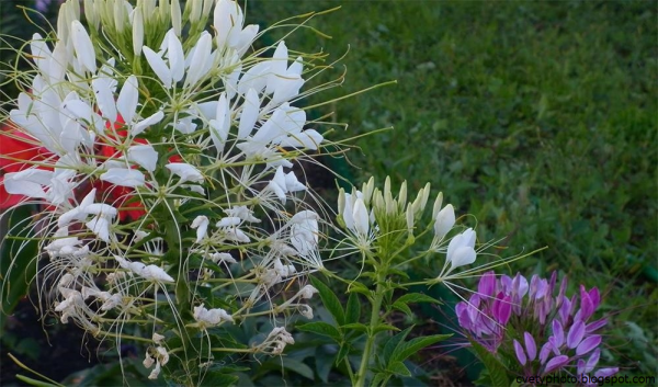 Клеома Вишневая