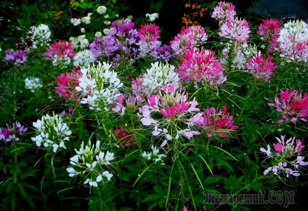 Клеома цветок брызги шампанского