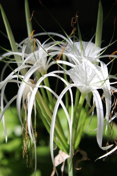 Лилия брызги шампанского