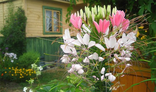 Клеома Вишневая Королева