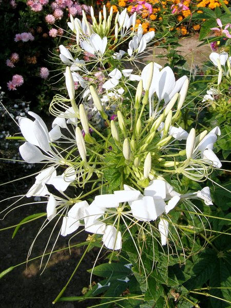 Клеома брызги шампанского