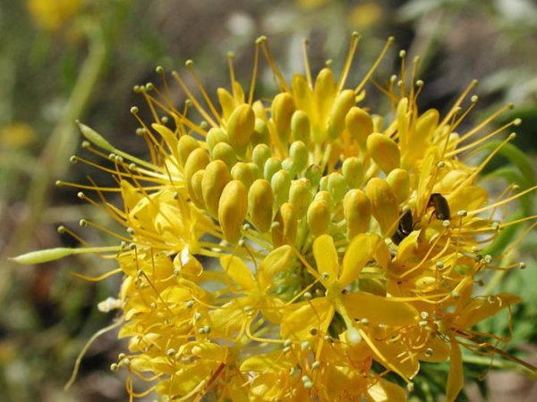 Golden Sparkler клеома