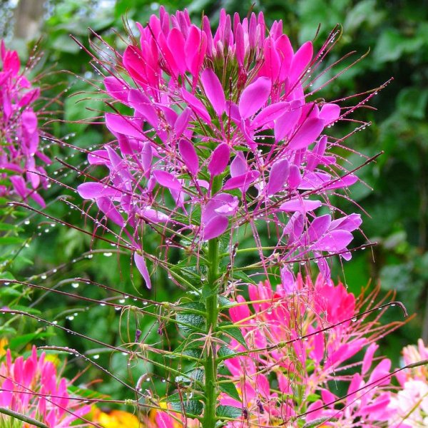 Клеома цветок