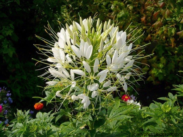 Клеома колючая белая