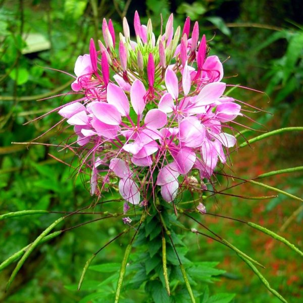 Клеома Королева роз