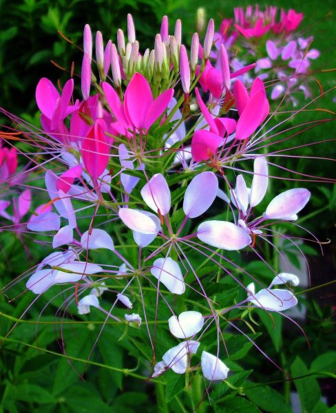 Клеома колючая