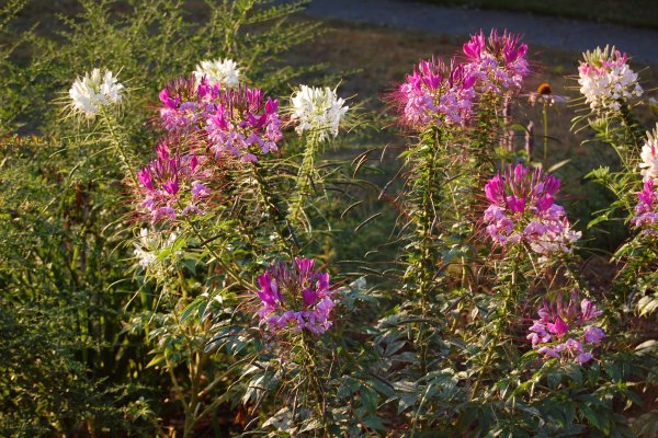 Цветок клеома змей Горыныч