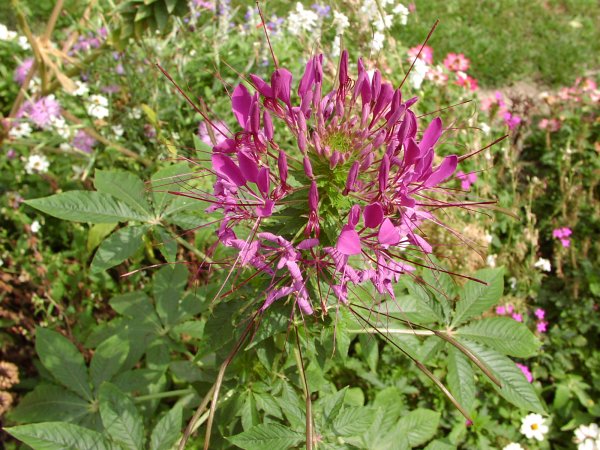 Клеома Хасслера цветок