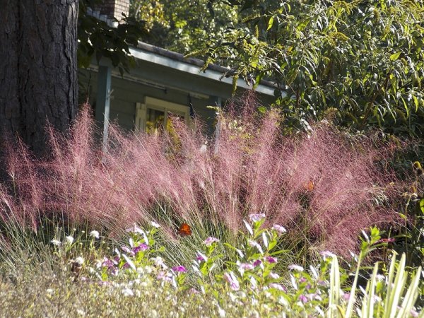 Спирея брызги шампанского