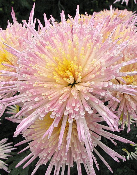 Хризантема Этна