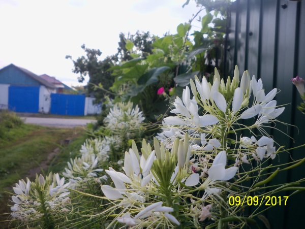 Клеома цветок белая