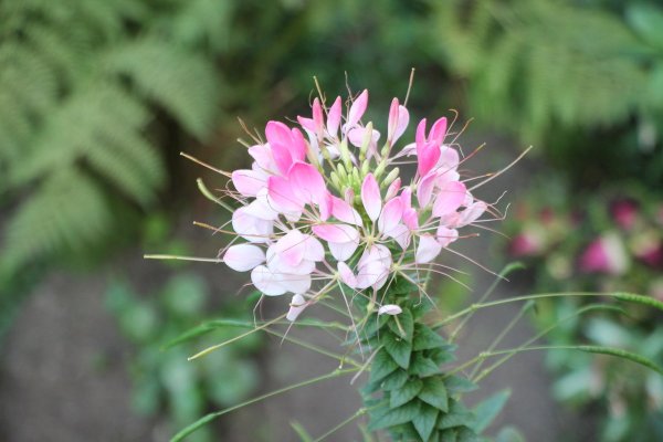 Клеома цветок брызги шампанского