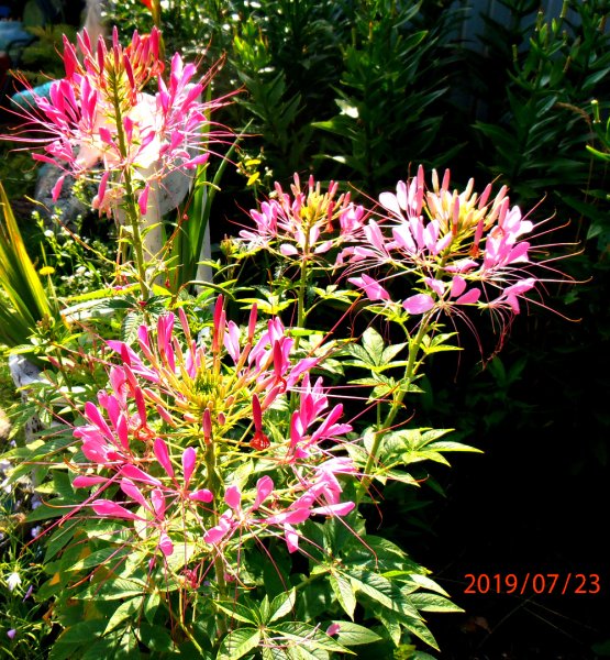 Клеома брызги шампанского