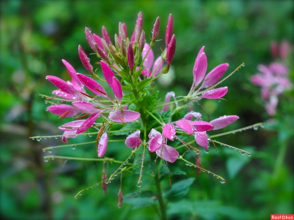 Брызги шампанского цветок