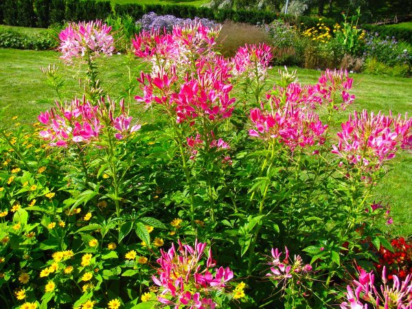 Клеома цветок