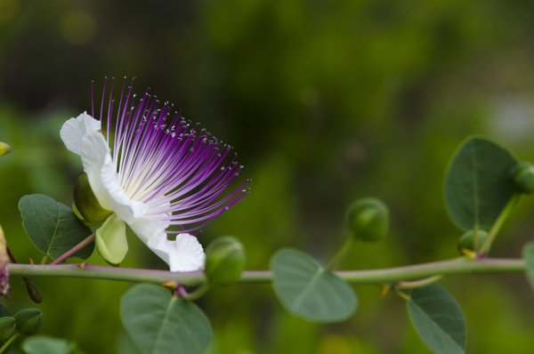 Цветущие растения в Турции