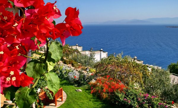 Мармарис растение