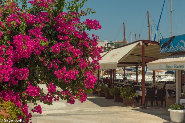 Цветущее растение в Турции