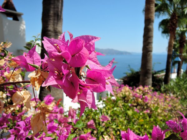 Бугенвиллия Турция